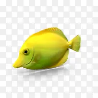 一只黄色的鱼