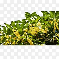 桂花