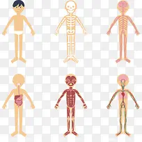 矢量手绘卡通人体透视图
