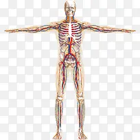 人体骨骼血管示意矢量素材,