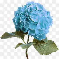 浅蓝色清新圆形花朵