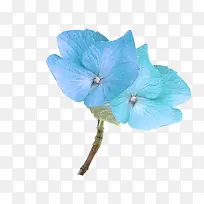 浅蓝色清新花朵