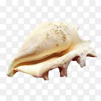 白色海螺壳