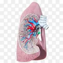 肺部医疗模型