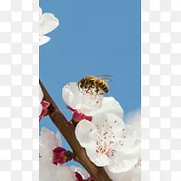 蜜蜂采蜜蓝天专注高清