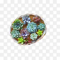 多肉植物花卉椭圆形盆栽