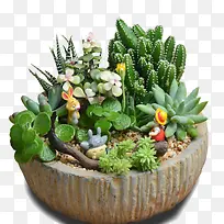 圆形石头盆栽