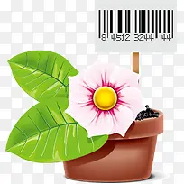 美丽的盆栽花朵