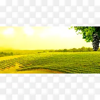 葡萄庄园背景banner