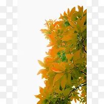 橙色简约树丛装饰图案