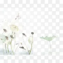 荷花
