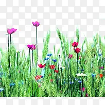 高清摄影草丛花卉植物效果