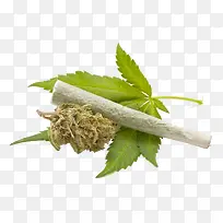 大麻叶子