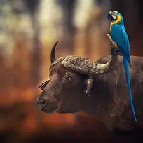 模糊背景站在牛头上的蓝鸟