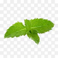 绿色薄荷免费下载
