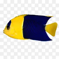 黄色蓝色交替的热带鱼