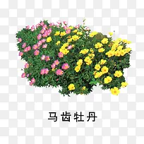 马齿牡丹
