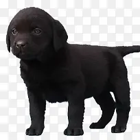 站立的黑色小狗