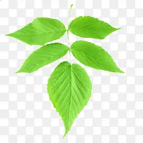 薄荷叶元素