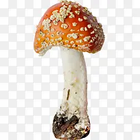 橙色漂亮蘑菇