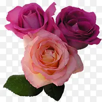 清新粉紫色玫瑰花朵