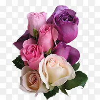 粉紫色清新玫瑰花朵