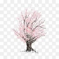 樱花树