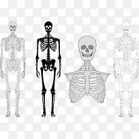 矢量图人体骨骼