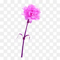 紫色菊花浪漫免扣素材