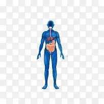 矢量蓝色人体消化系