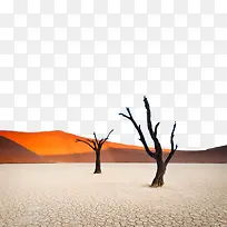 沙漠余晖下的枯树