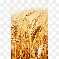 金色小麦稻田图片