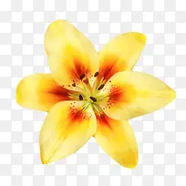 黄色有观赏性兰花一朵大花实物