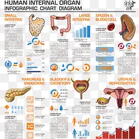 人体器官数据分析图表