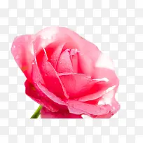 玫瑰花 露水  鲜艳  粉红花