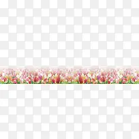 郁金香花丛