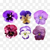 花卉图案鲜花海报背景 紫色梦幻
