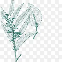 植物树叶