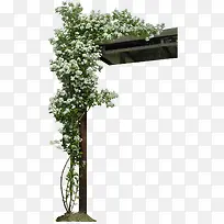花藤白花枝叶绿色