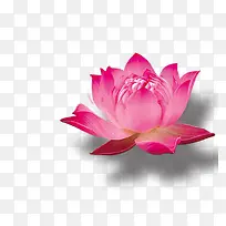 中国元素莲花