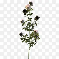 花草手绘装饰素材