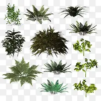 植物组合