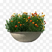 花坛里的小花