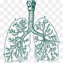 肺动脉肺泡手绘图