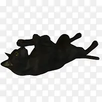 黑猫