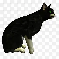 猫咪