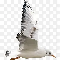 手绘虫鸟图片动物元素 海鸥