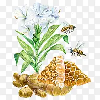 手绘生姜花卉蜜蜂蜂窝