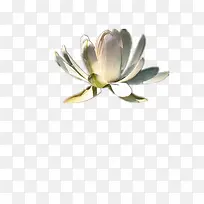 阳光下的花朵