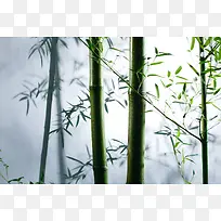 林间朦胧竹林背景图